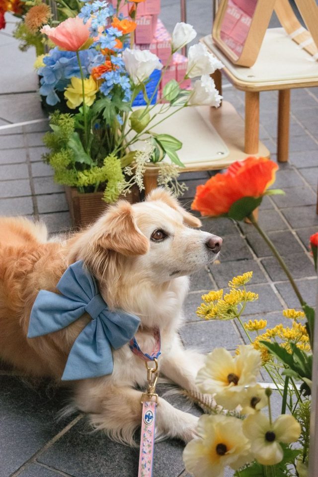 Photo of a golden dog with a blue bow sitting among flowers